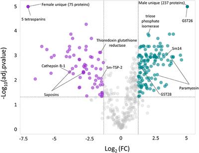 Differential Excretory/Secretory Proteome of the Adult Female and Male Stages of the Human Blood Fluke, Schistosoma mansoni